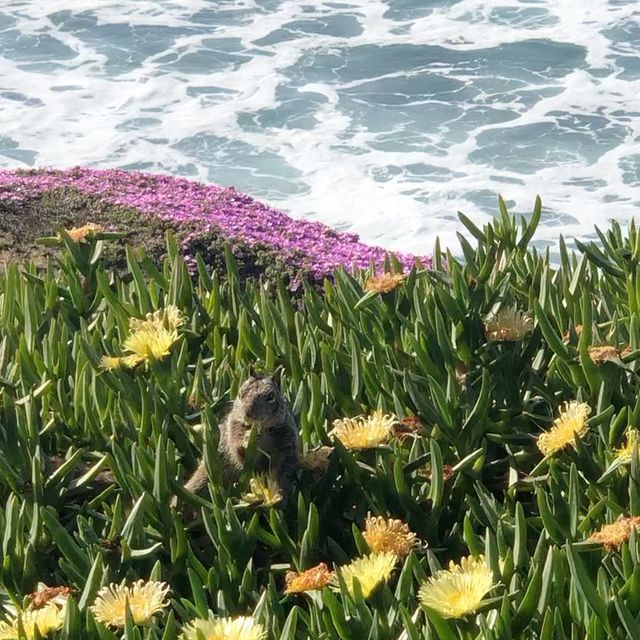 Living the best life

#travel #travelblog #vacay #usa #beach #coastline #wanderfolk  #paradise #cali #california #californiadreaming #visitcalifornia #wildlife  #condenasttraveller #adventure #earth #cliffs #roadtrip #beach #pacific #visitsandiego #animals #seals #sandiego #lajolla #lajollacove #nature #bluesky @visitsandiego @lajolla.ca @visitcalifornia @california @californialove @cntraveler @urlaubsguru @velvetdynasty