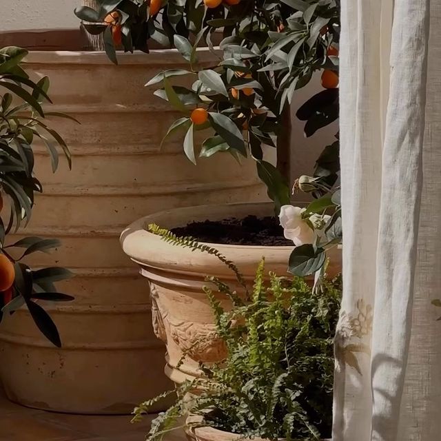 🍊🌿🐝
.
.
.
.
.
.
#balconylove #balconygarden #dreamybalcony #balconyflowers #rattanlove #palmbeachvibes #mediterran #palmbeachinspired #mallorcabalcony #summerbalcony #littlebee #slowliving #balconydecor #balconygardening #roses #flowerlover #loverheaven #hydrangea