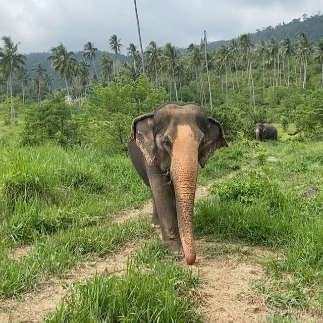 🐘 #throwback #thailand #elephants #sea #nature #love #padthai