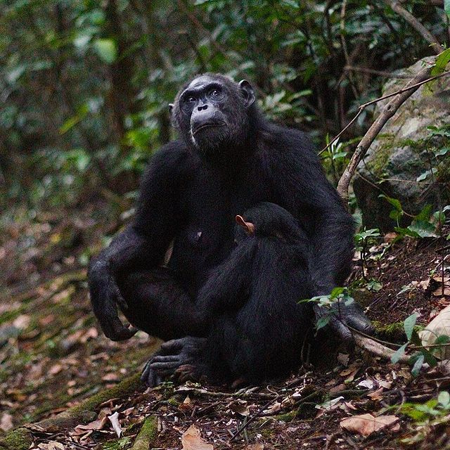 Family is everything 🫶🏽 

Shot in the high peaks of Gombe National Park, Tanzania
.
.
.
.
#chimpanzees #chimpanzee #wildlifephotography #africa #photography #tanzania #tanzaniasafari #nationalpark