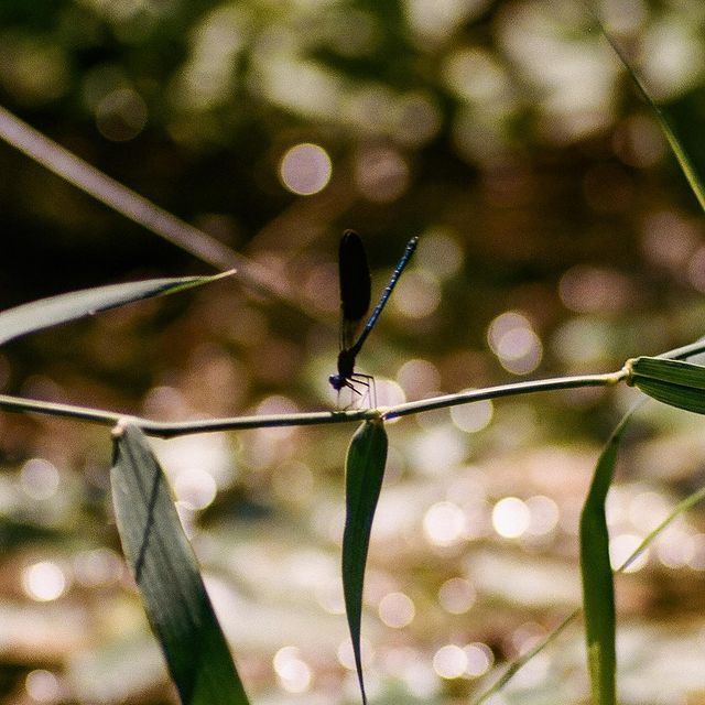 Croatia only had bugs for me but I will take it 🪰 🦋

#film #35mm #wildlife #wildlifephotography #croatia #travel #travelphotography