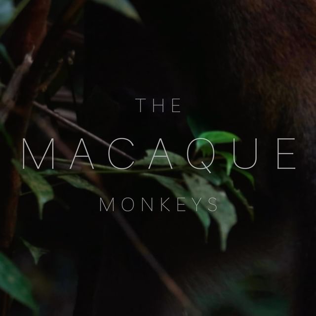 🐒 

#macaques #rainforest #singapore #forest #r5 #canon #travel #netgeo