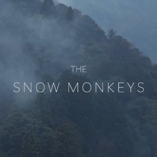 The Snow Monkeys of Japan 🐒
.
.
#japan #wildlife #forest #travel #snowmonkey #canon #passion #rain #videography