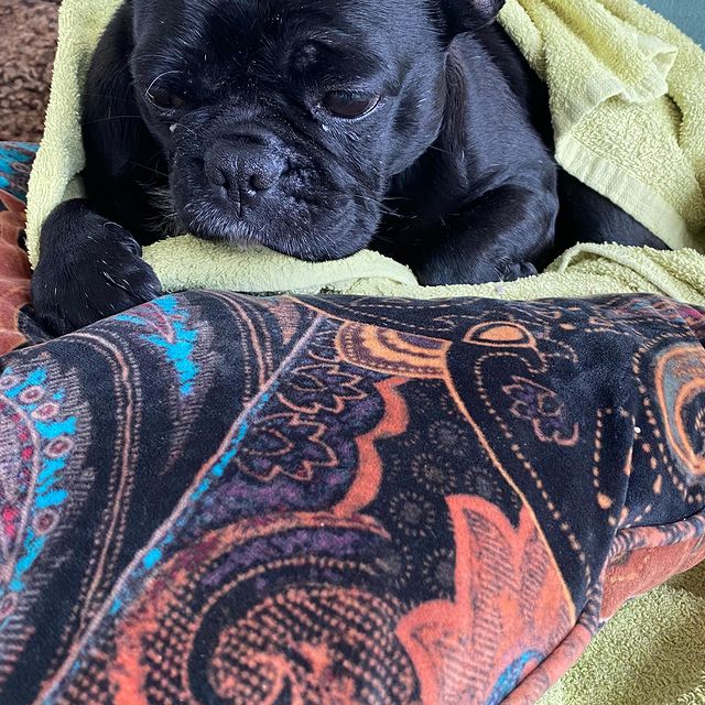 Mein Seelenhund ♥️

#frenchiesofinstagram #frenchie1 #fropsofinstagram #fropslove