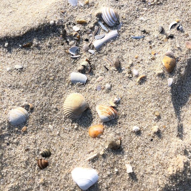 🐚🐚🐚

#april #spring #love #season #sylt #island #landscape #travel #travelblog #wanderfolk #wanderlust #esthetician #beach #strand #nordsee #ocean #coast #coastline #westerland #seaside #nationalpark