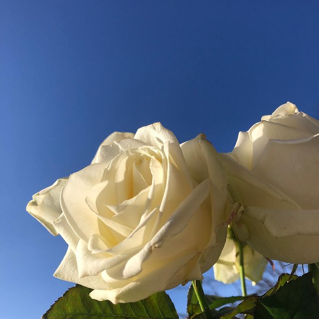 What you call a rose

#details #roses #nature