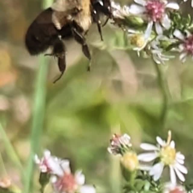 #bumblebee #bumblebees #bourdon #calabrone #natureisbeautiful #pollinisateurs #impollinatori #pollinators