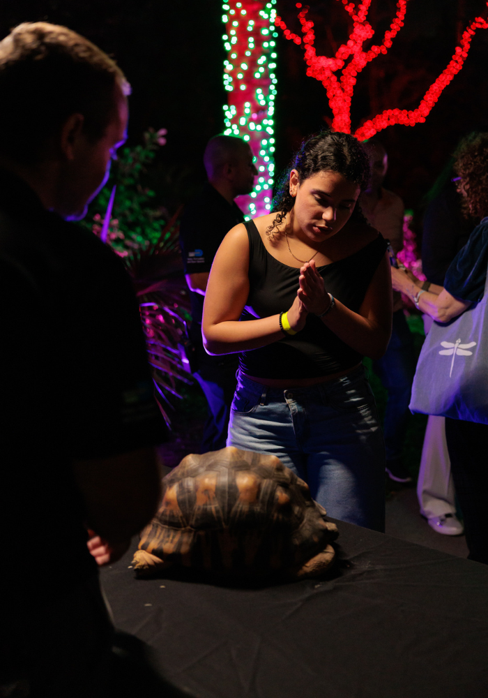 Tortoise encounter
