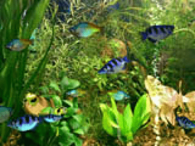 Aqua 3D Screensaver 1.51 last Aqua 3D Screensaver 1.51 last