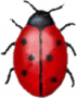 Coccinella 0.96.20