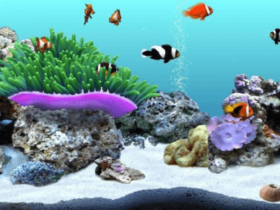 DigiFish Clownfish 1 DigiFish Clownfish 1