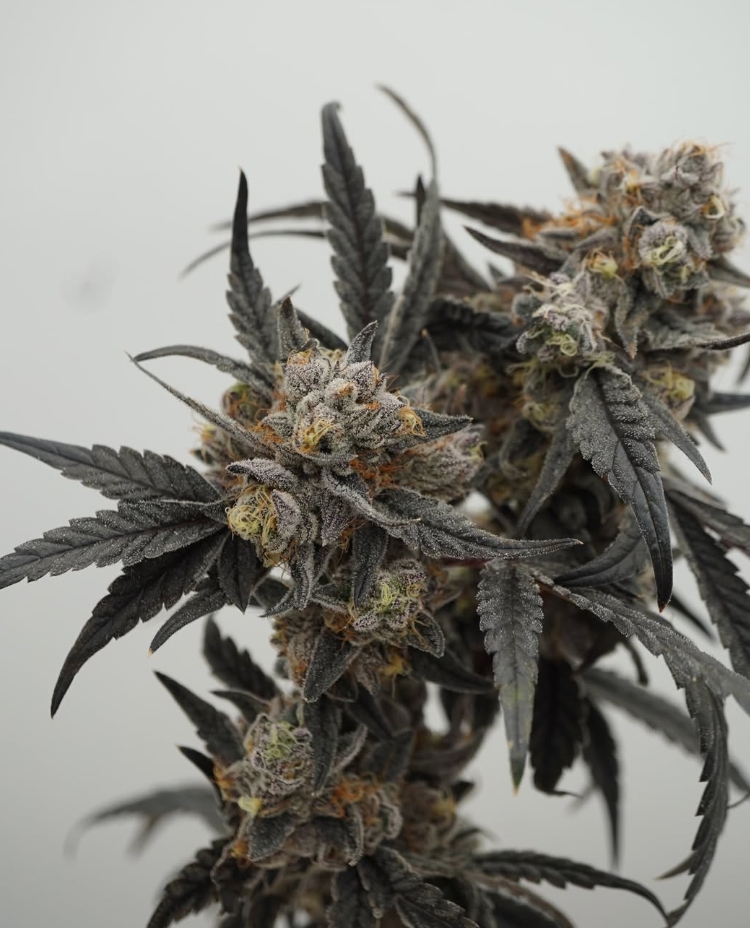 Blue Dream