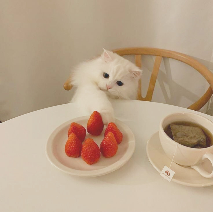 苺 🍓