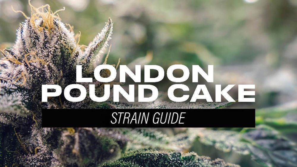 London Pound Cake - Strain Information - Cannaconnection.com - Strain  Information