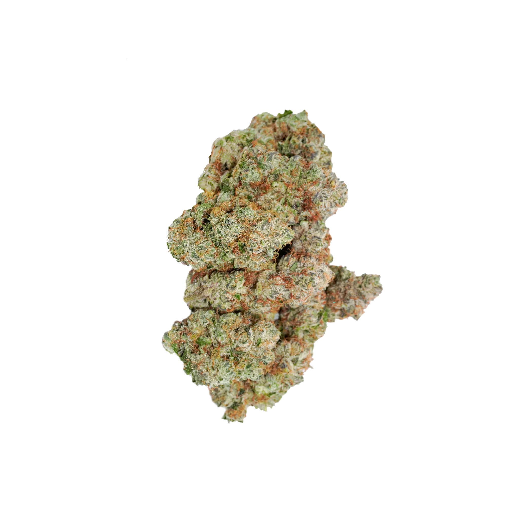 avaay Signature 31/1 OGC "Ocean Grown Cookies"