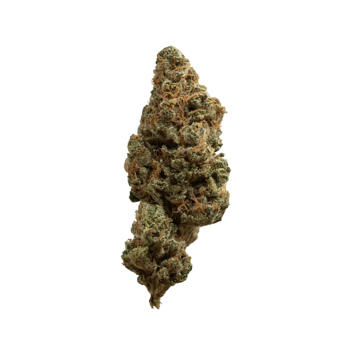 aleph rose 18/1 "Tropicana Cookies"