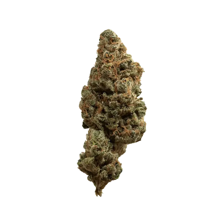 aleph rose 18/1 "Tropicana Cookies"