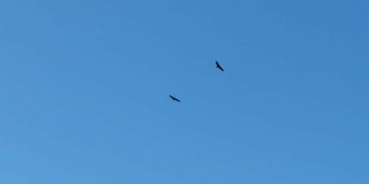 Pareja de buitre negro avistada en Torraño (San Esteban de Gormaz - Soria)