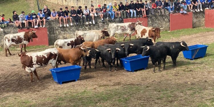 Desencajonamiento 2024