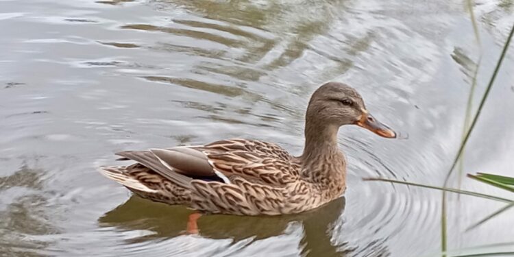 Ánade Real en el río Duero. FOTO: Adrián del Cura