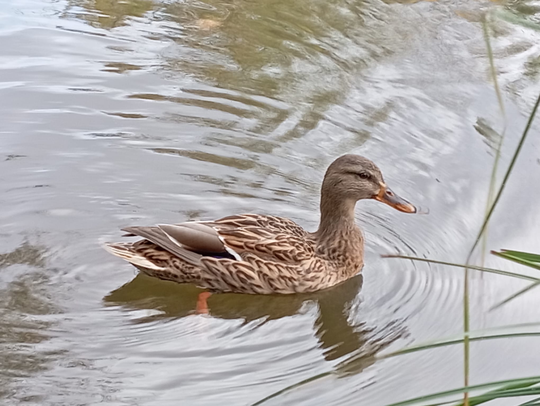 Ánade Real en el río Duero. FOTO: Adrián del Cura
