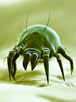 dust mite