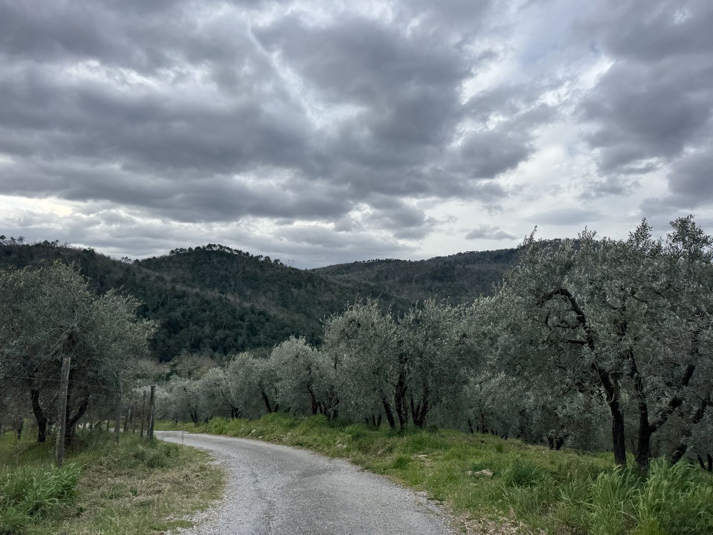 Tuscan road through olive trees