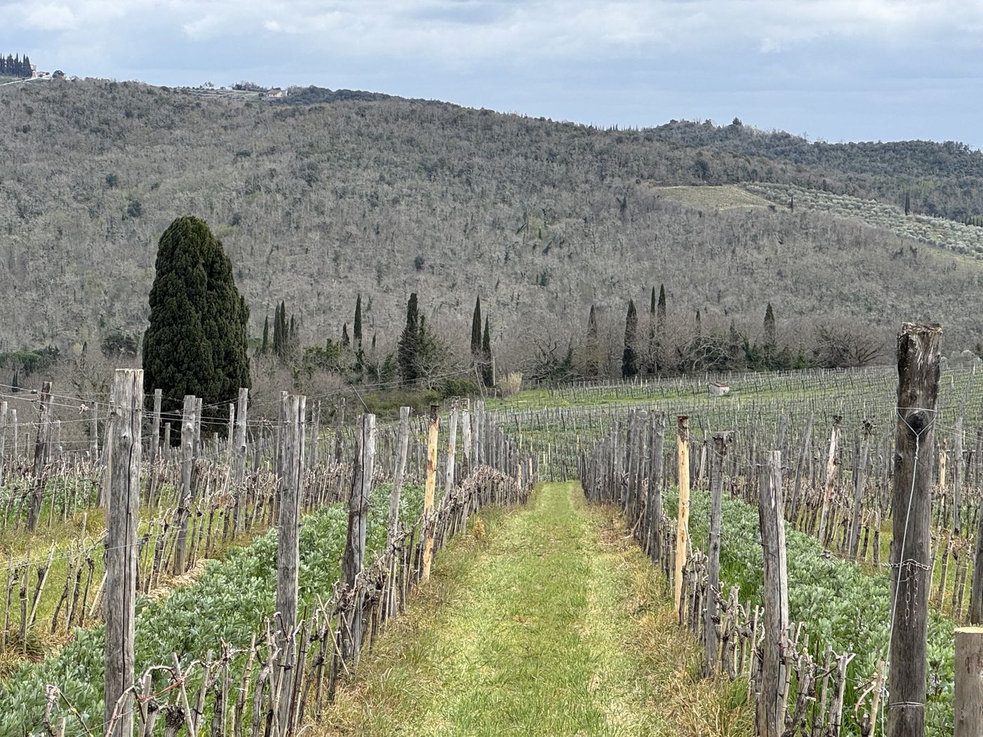 Chianti vineyard