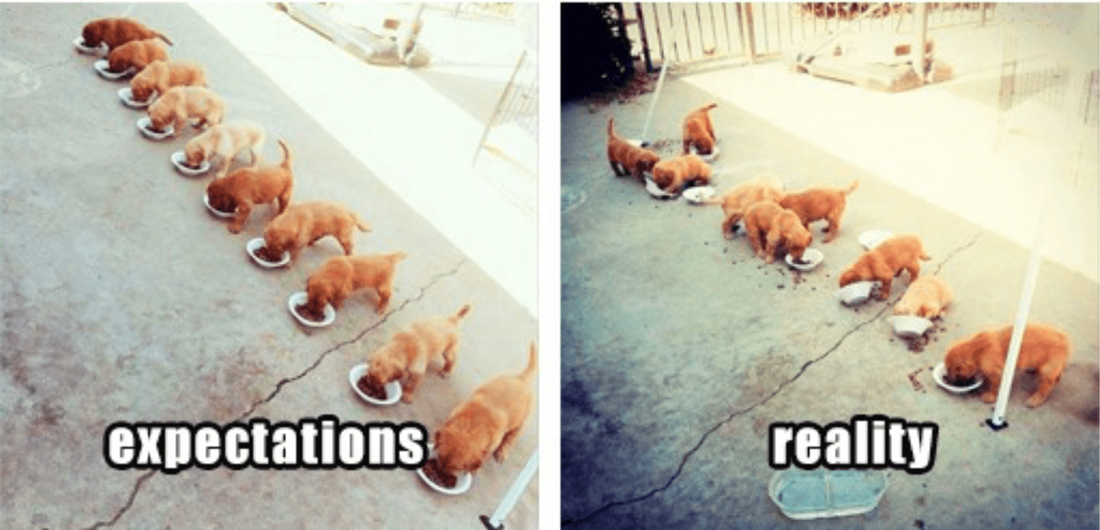 Puppies parallel programming