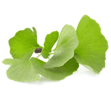 Ginkgo biloba