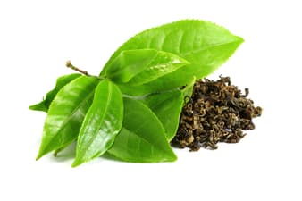 Té verde– Camellia sinensis – extracto seco