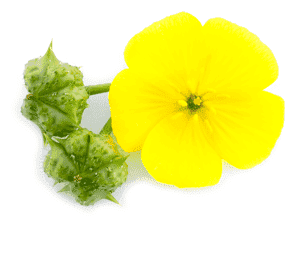 Tribulus terrestris