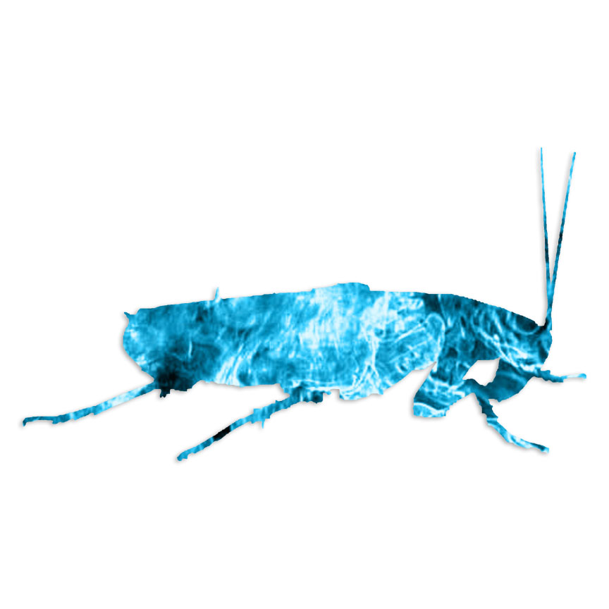 Cockroach Roach – Vinyl Decal Sticker – Multiple Patterns & Sizes – ebn6057