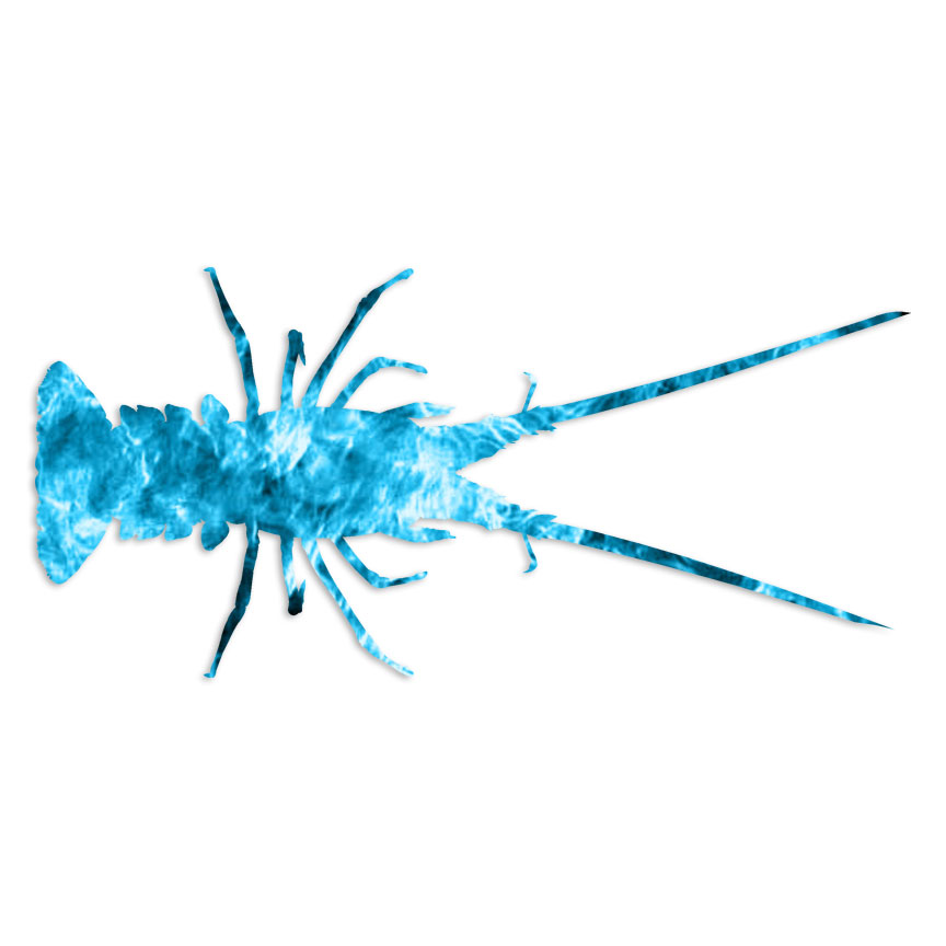 Spiny Lobster – Decal Sticker – Multiple Patterns & Sizes – ebn7017