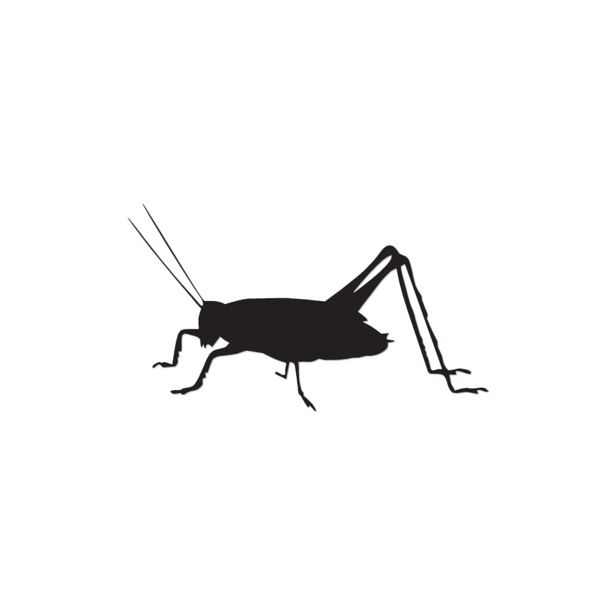 Cricket Insect Pest - Vinyl Decal Sticker - Multiple Colors & Sizes ...
