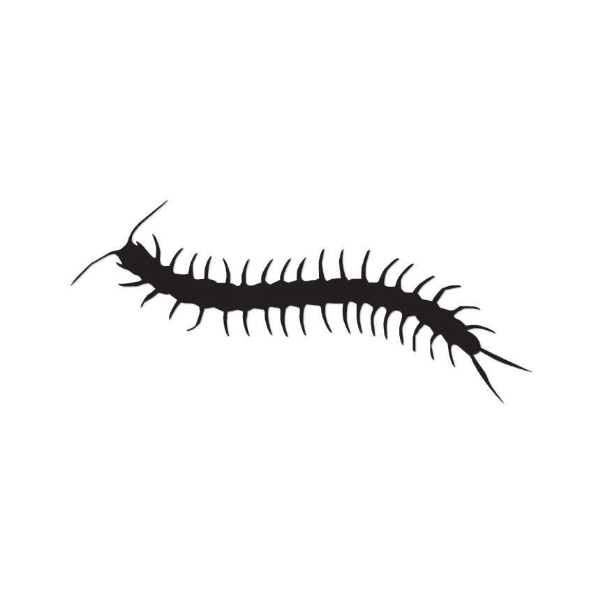 Centipede Bug Insect – Vinyl Decal Sticker – Multiple Colors & Sizes – ebn2908