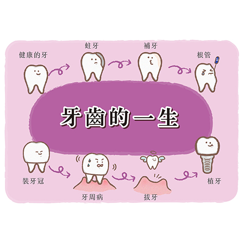 牙齒的一生