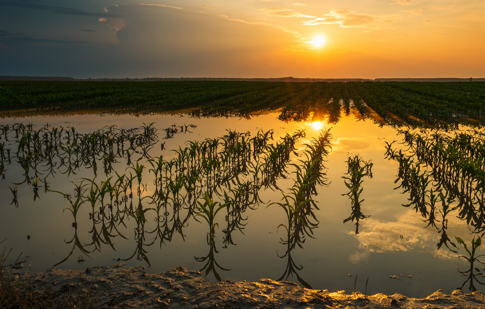 Rice paddy