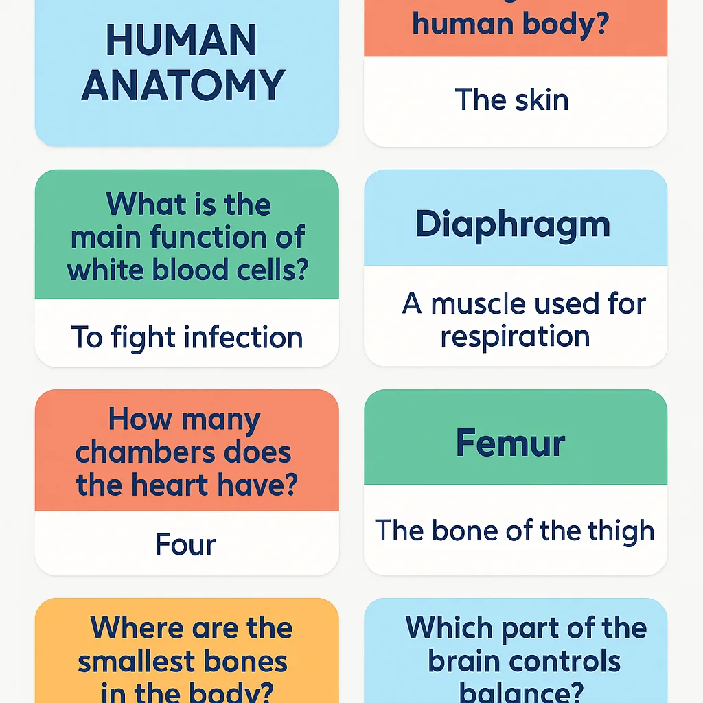 Flashcards example: Human Anatomy terms and definitions as a visual card grid
