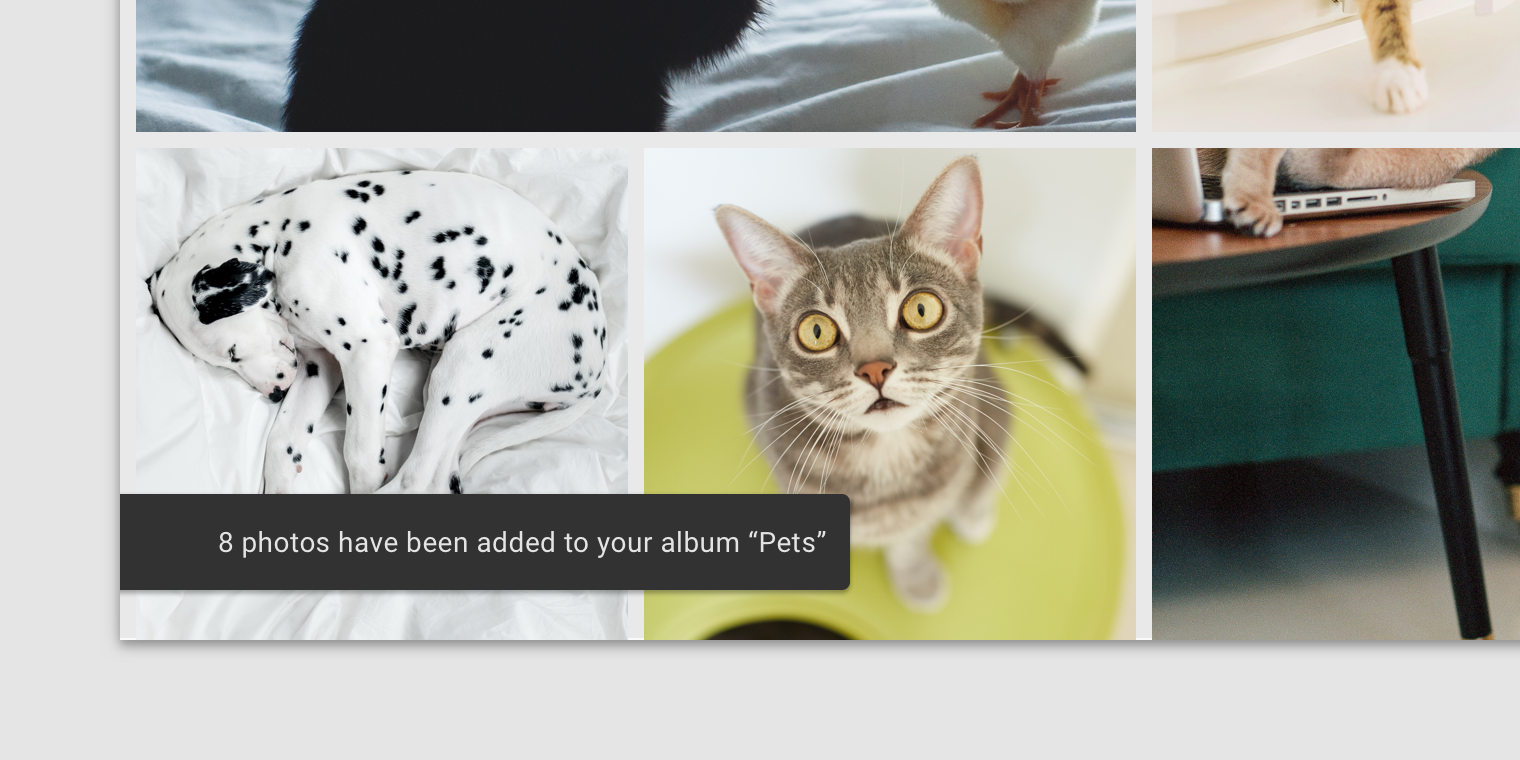 Desktop photo UI with images of cats and dogs. The snackbar is left aligned but flushed to the edge of the screen.