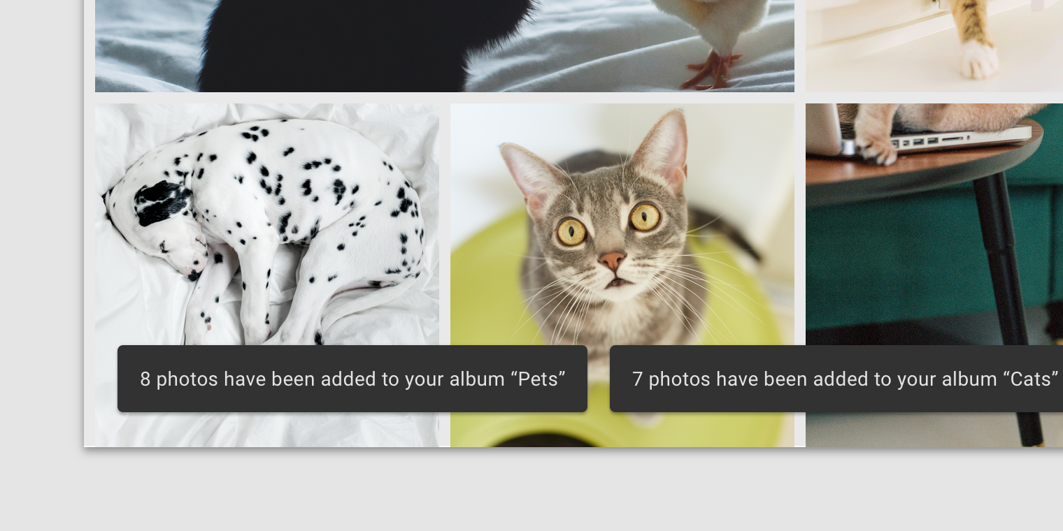Desktop photo UI with images of pets. There are two snackbars that appear side by side.