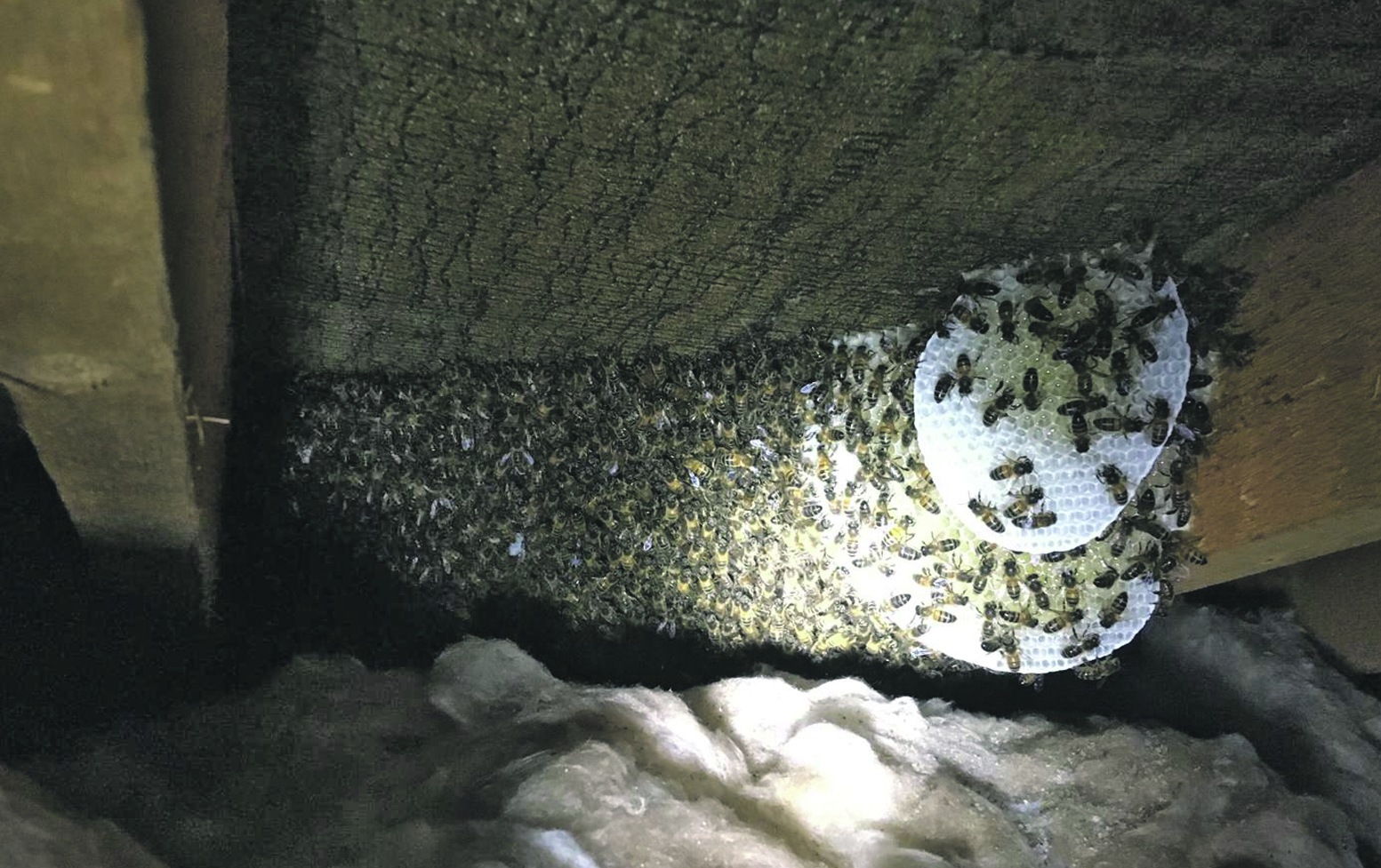 Home shock as 30,000 bees are found in attic Newtownards Chronicle