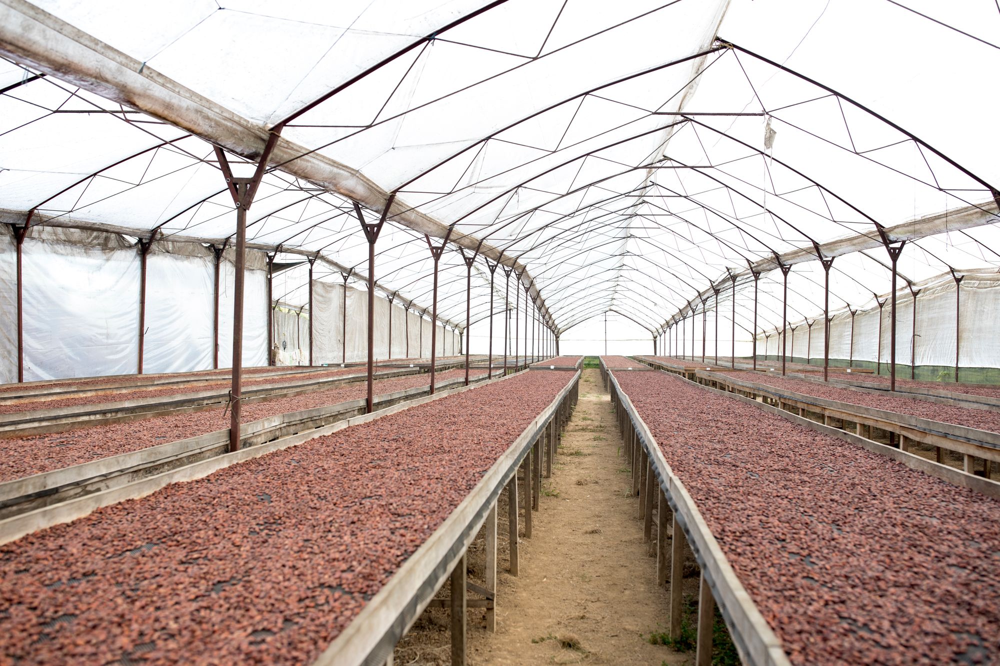 From Farm to Factory: Where Does Chocolate Come From? - Spinnaker Chocolate