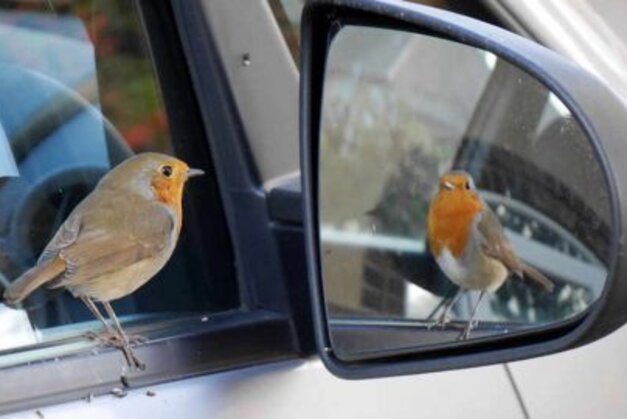 Tollas párbajhősök a visszapillantóban: Hogyan kezeljük a fészkelési időszak konfliktusait?
