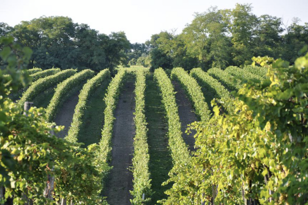 Lassulás és élmények a borvidék szívében