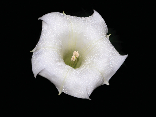 Moonflower