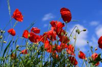 red flowers in a blue sky blooming