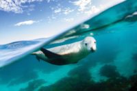 seal lions in australia