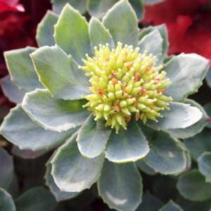 Green and yellow succulent plant