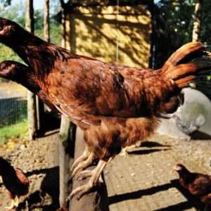 chickens at Buttermilk Farms Inn, NY